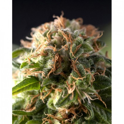 Auto Fresh Candy Pyramid Seeds