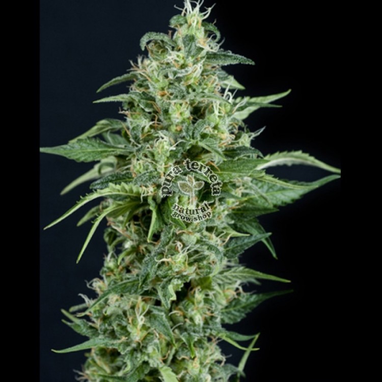 Auto Kryptonite Pyramid Seeds