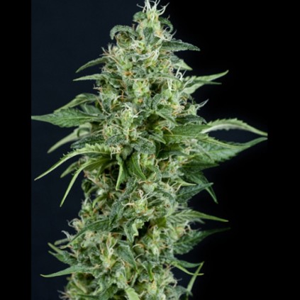 Auto Kryptonite Pyramid Seeds