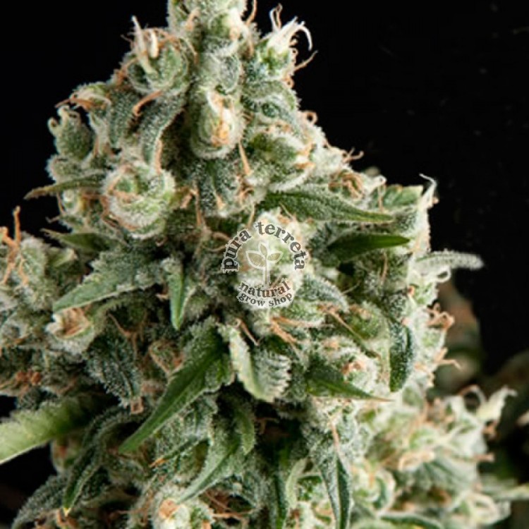 Auto Lennon Pyramid Seeds