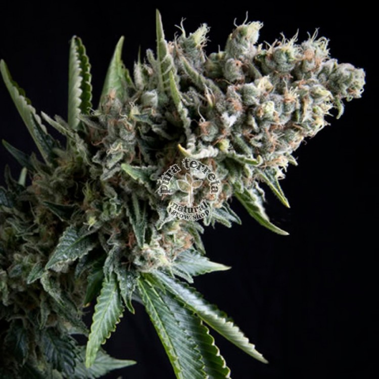 Auto Nefertiti Pyramid Seeds
