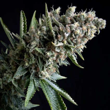 Auto Nefertiti Pyramid Seeds