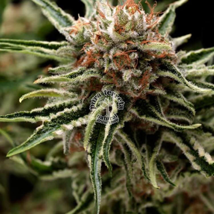Auto Shark Pyramid Seeds