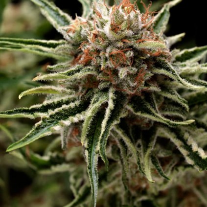 Auto Shark Pyramid Seeds
