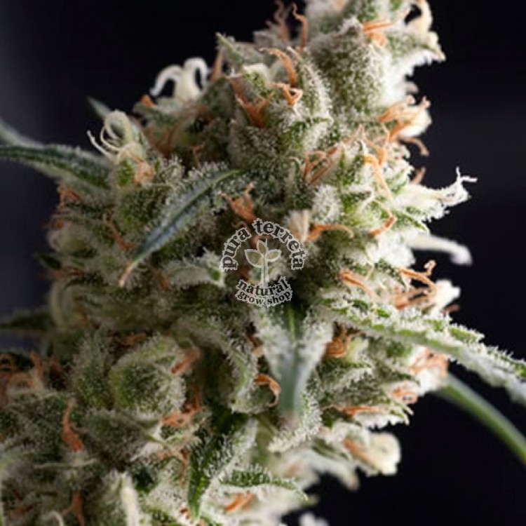 Auto Super Hash Pyramid Seeds
