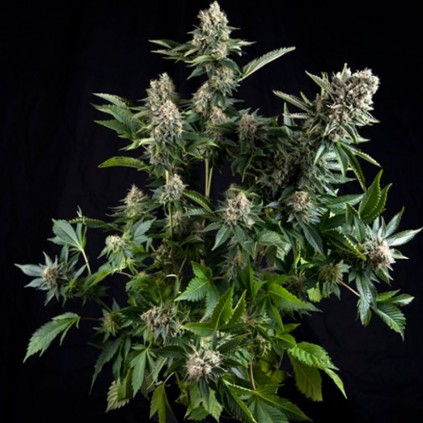 Auto White Widow Pyramid Seeds
