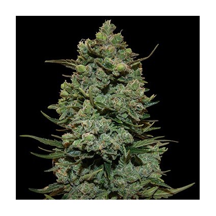 Cookies Kush Barneys Farm