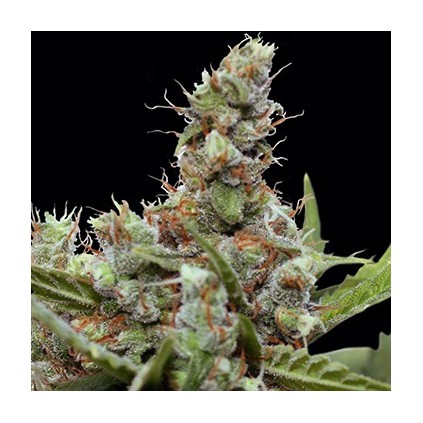 CBD Blue Shark Barneys Farm