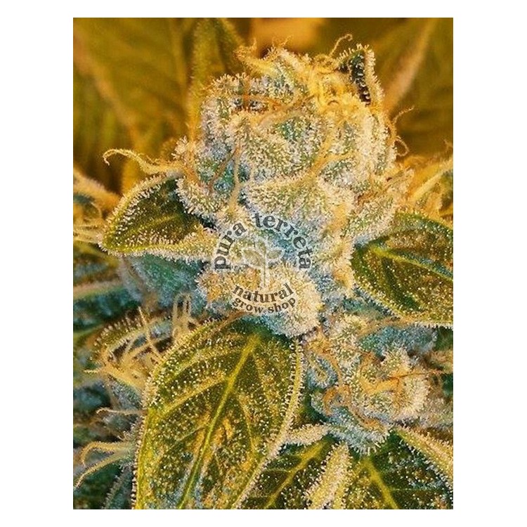 Sour ripper Ripper Seeds