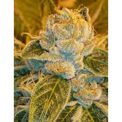 Sour ripper Ripper Seeds