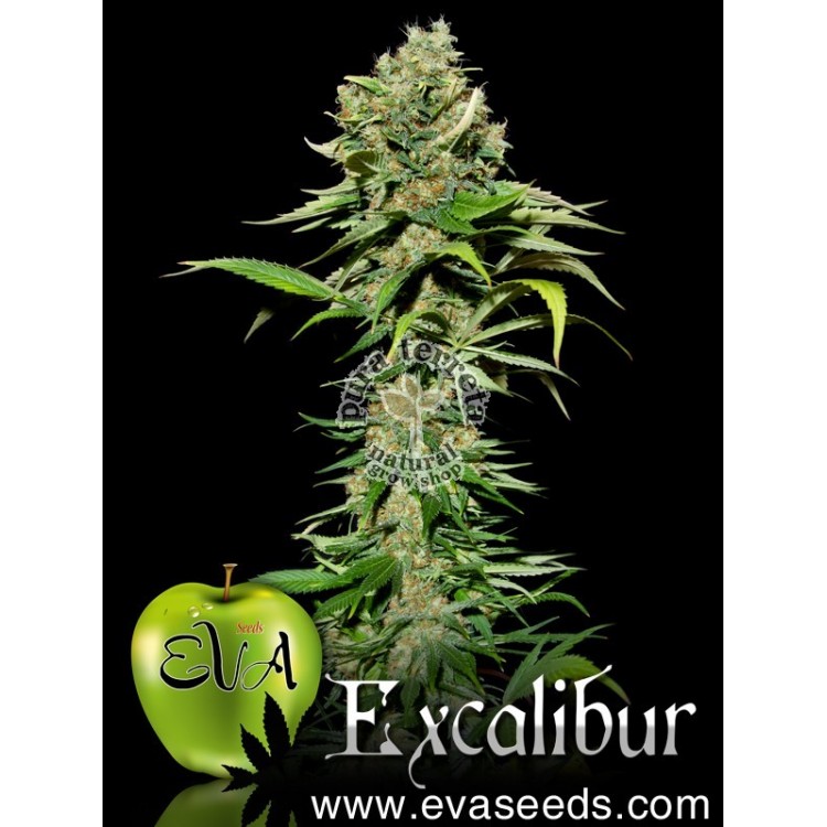 Excalibur Eva seeds