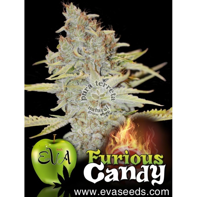 Furious candy Eva seeds