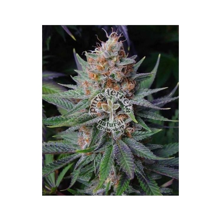Lavender Soma Sacred Seeds