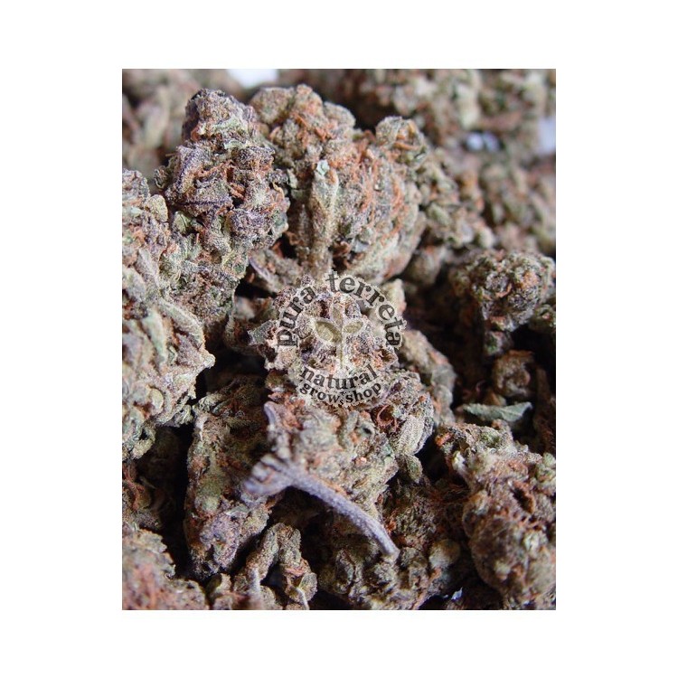 Amnesia Haze Soma Sacred Seeds