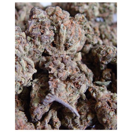 Amnesia Haze Soma Sacred Seeds