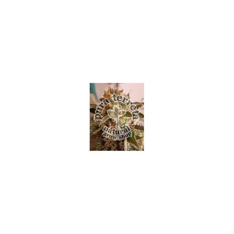 Rockbud Soma Sacred Seeds
