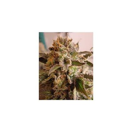 Rockbud Soma Sacred Seeds
