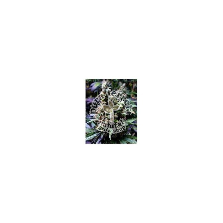 NYC Diesel Soma Sacred Seeds