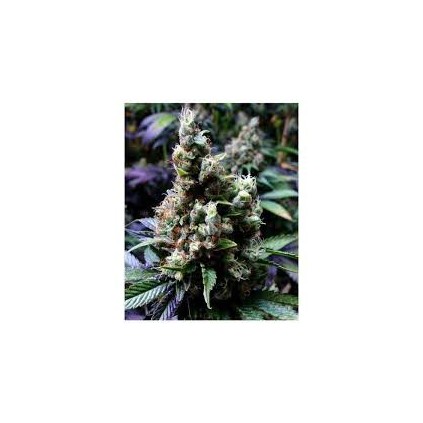NYC Diesel Soma Sacred Seeds