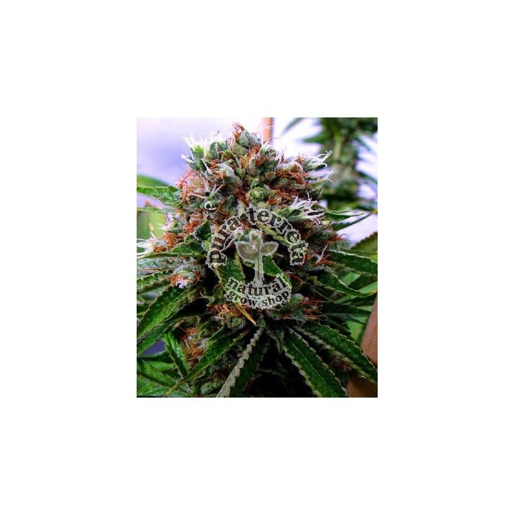 Buddha´s Sister Soma Sacred Seeds