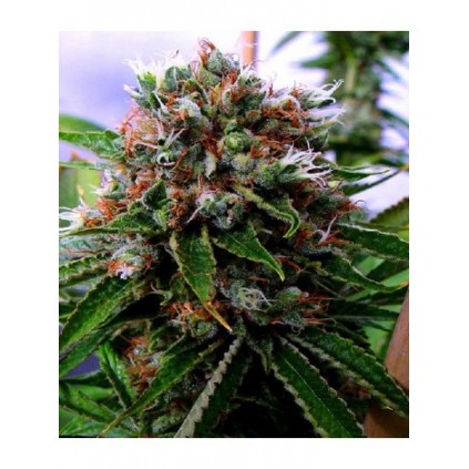 Buddha´s Sister Soma Sacred Seeds