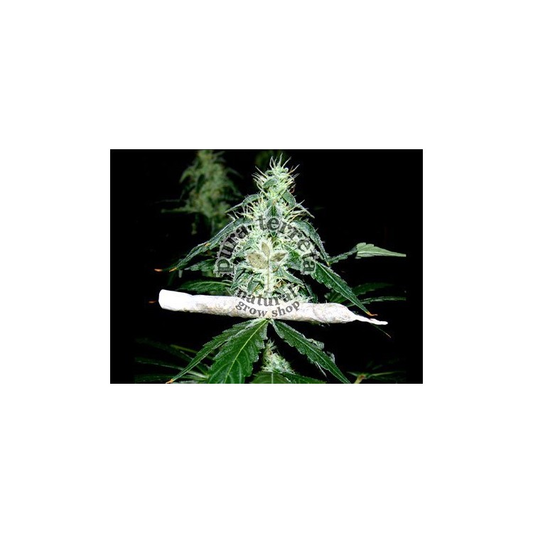 Hash Heaven Soma Sacred Seeds