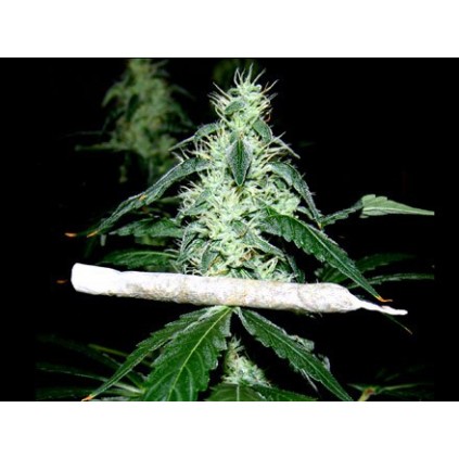 Hash Heaven Soma Sacred Seeds