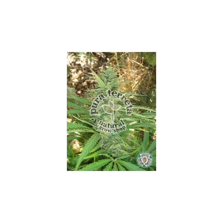 Kushadelic Soma Sacred Seeds