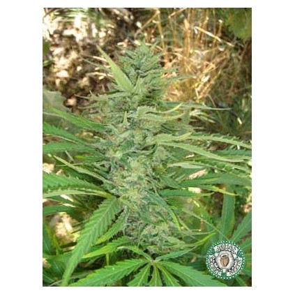 Kushadelic Soma Sacred Seeds