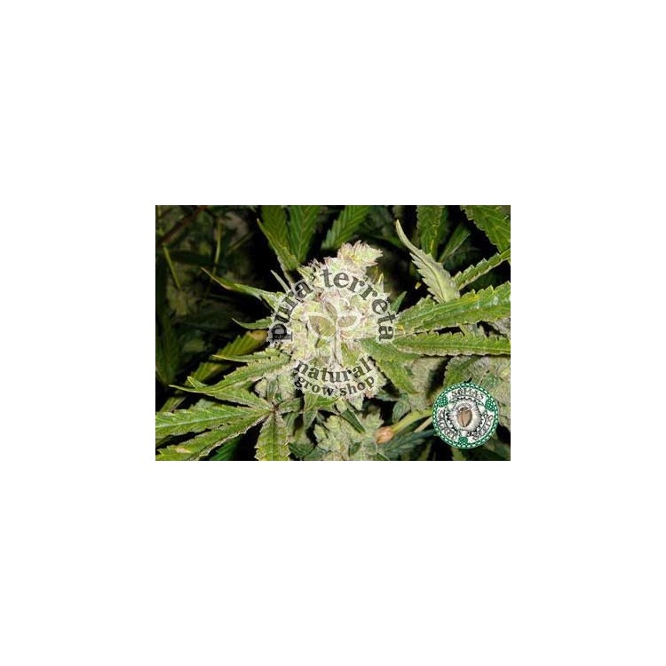 SoGouda Soma Sacred Seeds