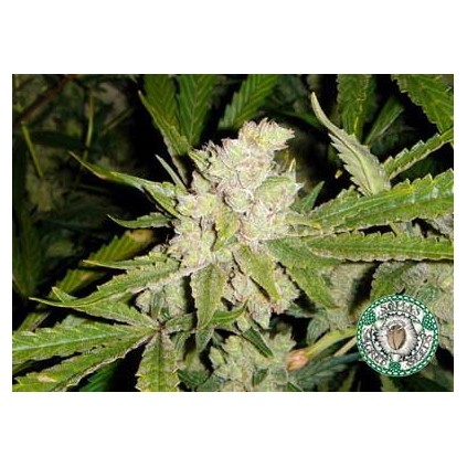 SoGouda Soma Sacred Seeds