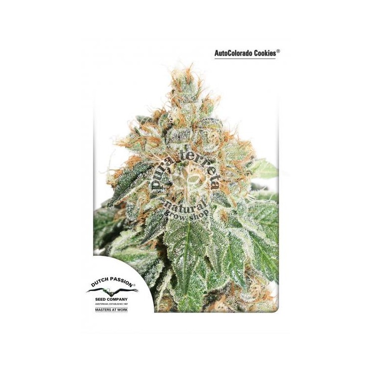 AutoColorado Cookies Dutch 
