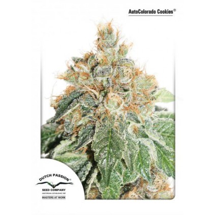 AutoColorado Cookies Dutch 