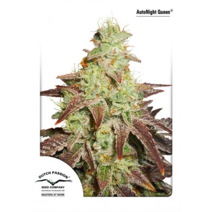 AutoNight Queen Dutch Passion