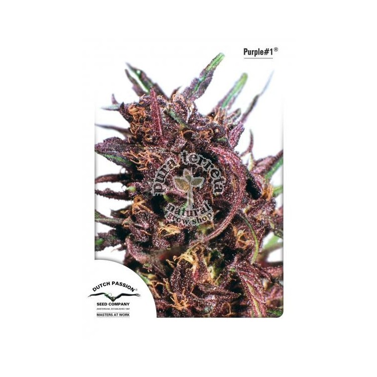 Purple 1 Dutch Passion