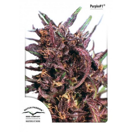 Purple 1 Dutch Passion
