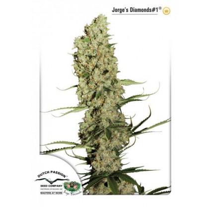 Jorge´s Diamonds 1 Dutch Passion