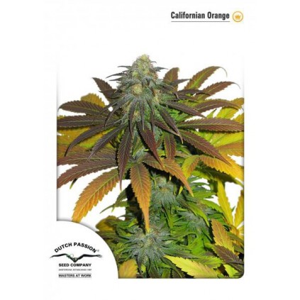 Californian Orange Dutch Passion