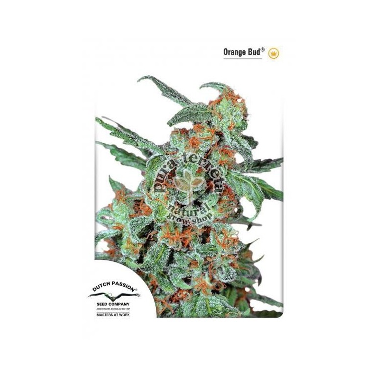 Orange Bud Dutch Passion