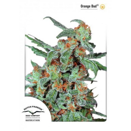 Orange Bud Dutch Passion