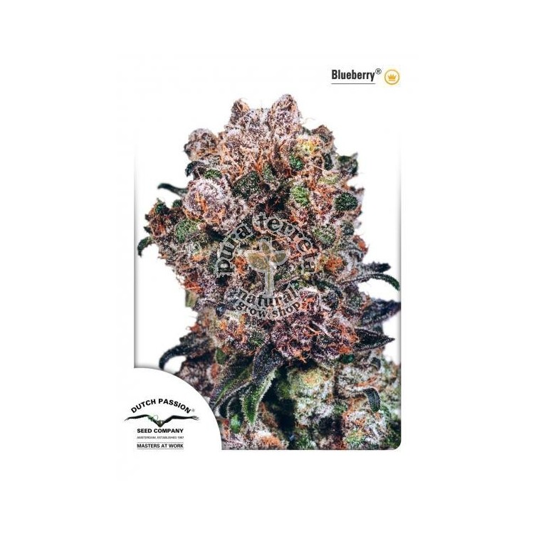 Blueberry Dutch Passion