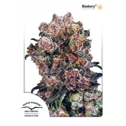 Blueberry Dutch Passion