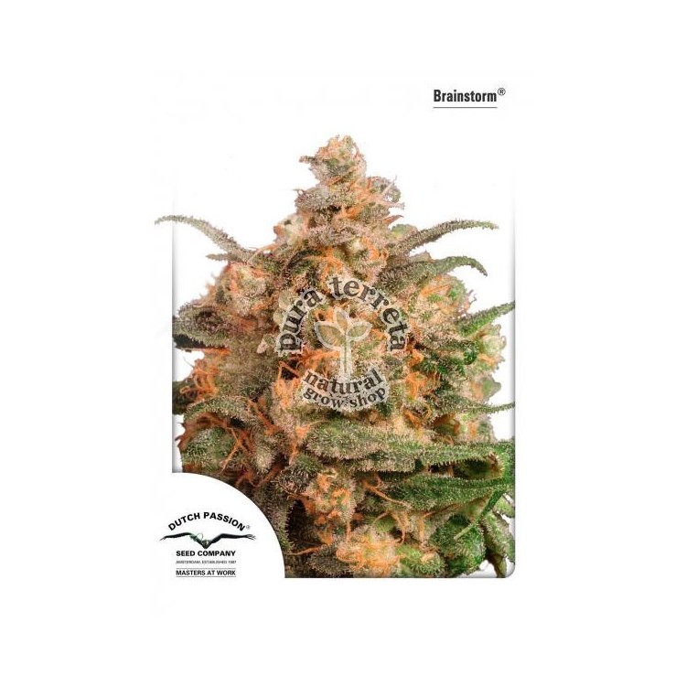 Brainstorm Dutch Passion