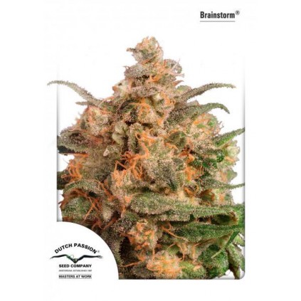 Brainstorm Dutch Passion