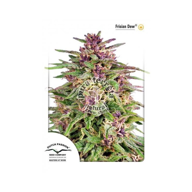 Frisian Dew Dutch Passion