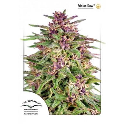 Frisian Dew Dutch Passion