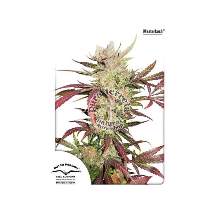 Masterkush Dutch Passion