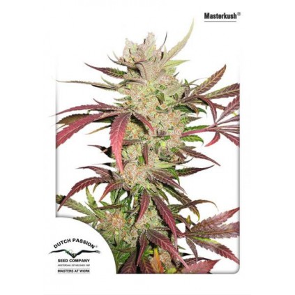 Masterkush Dutch Passion