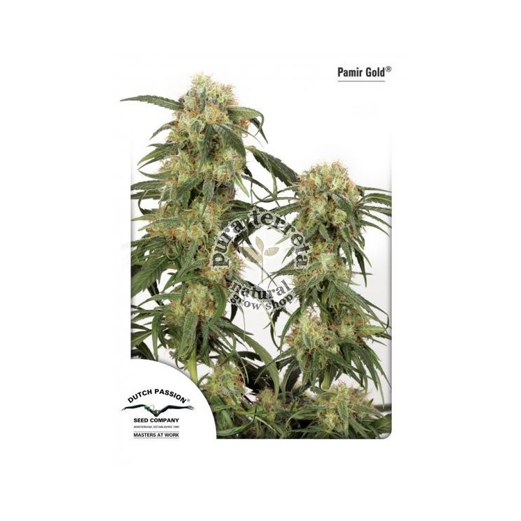 Pamir Gold Dutch Passion