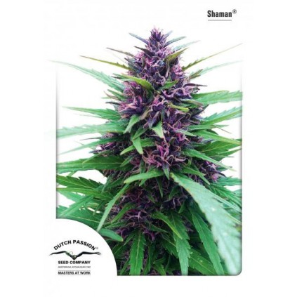 Shaman Dutch Passion